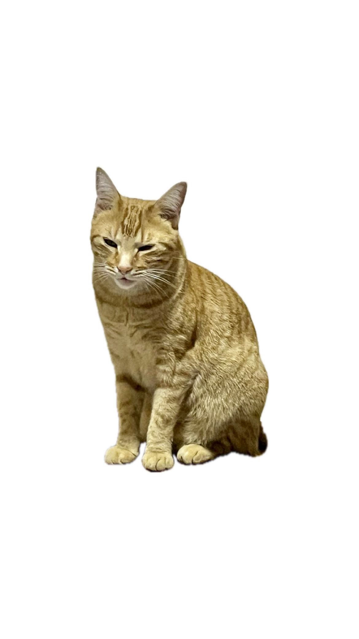 Simba.jpeg